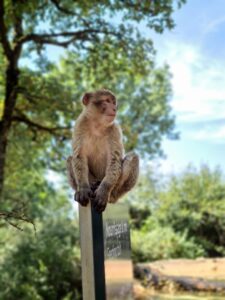 Singe d'un parc forestier