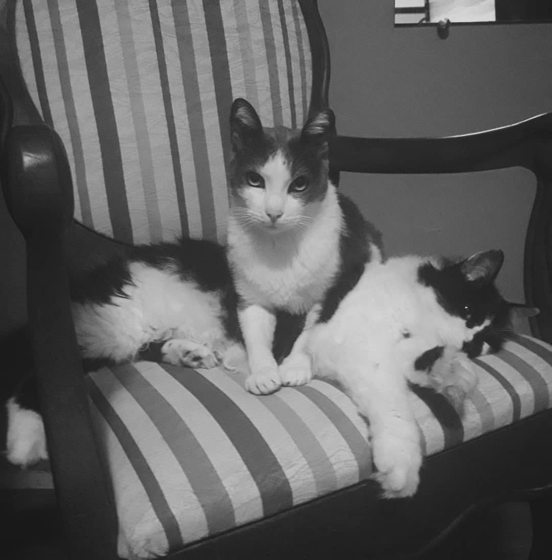 two cats