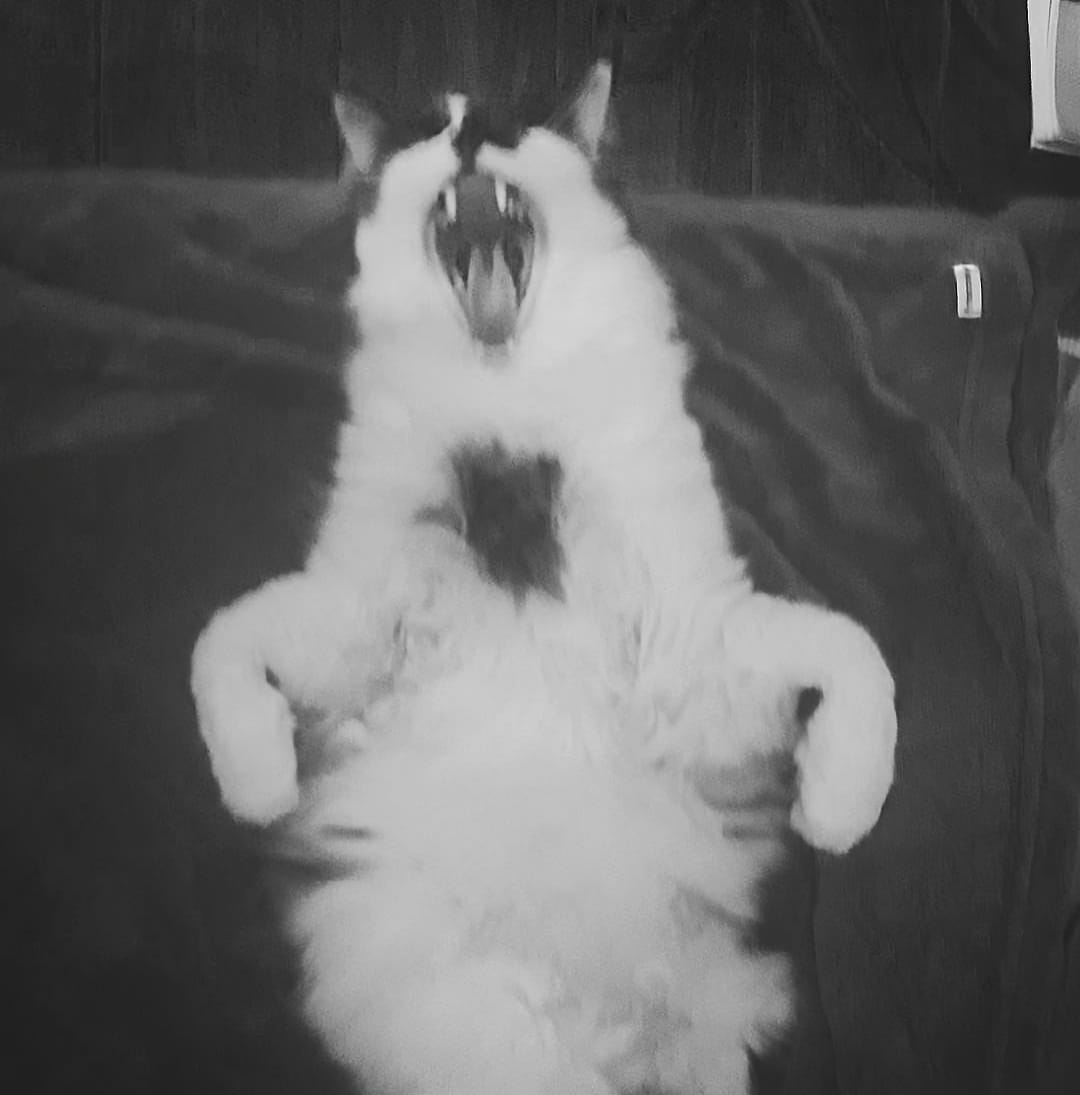 white cat